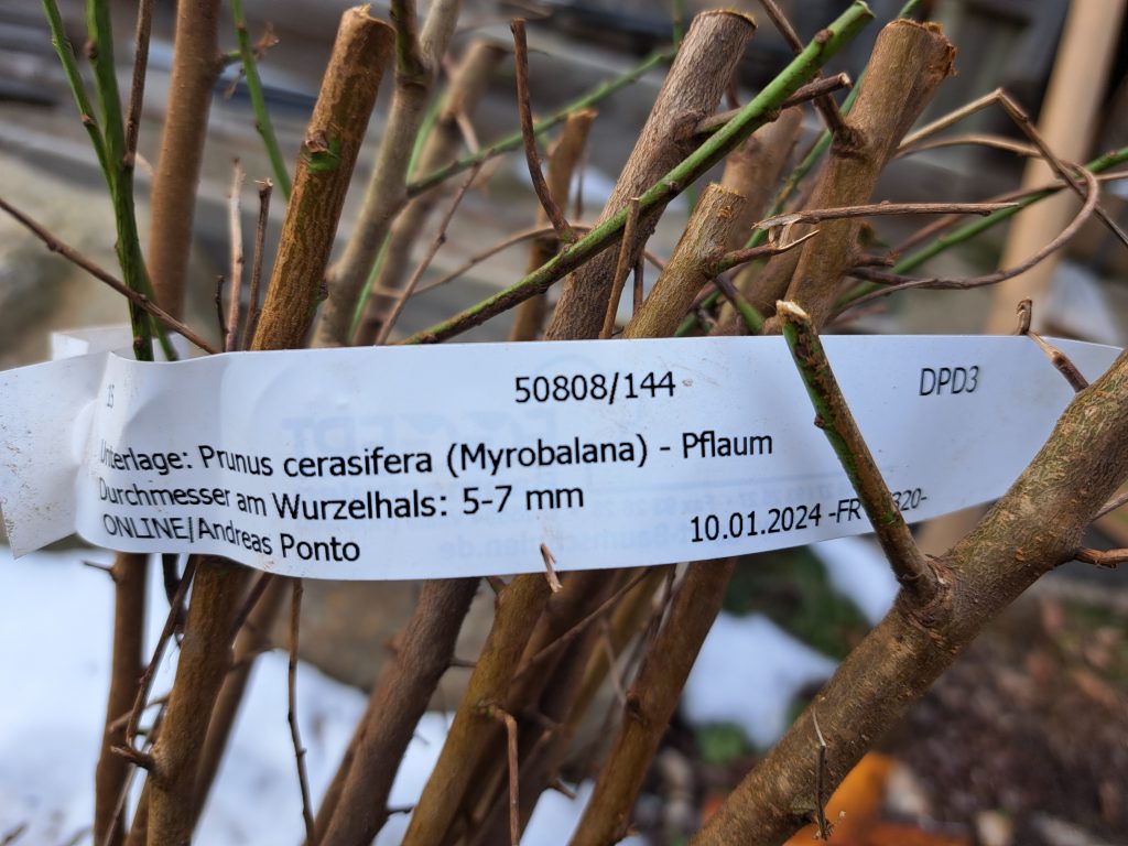 Prunus cerasifera (Myrobalana)
Pflaumenunterlage